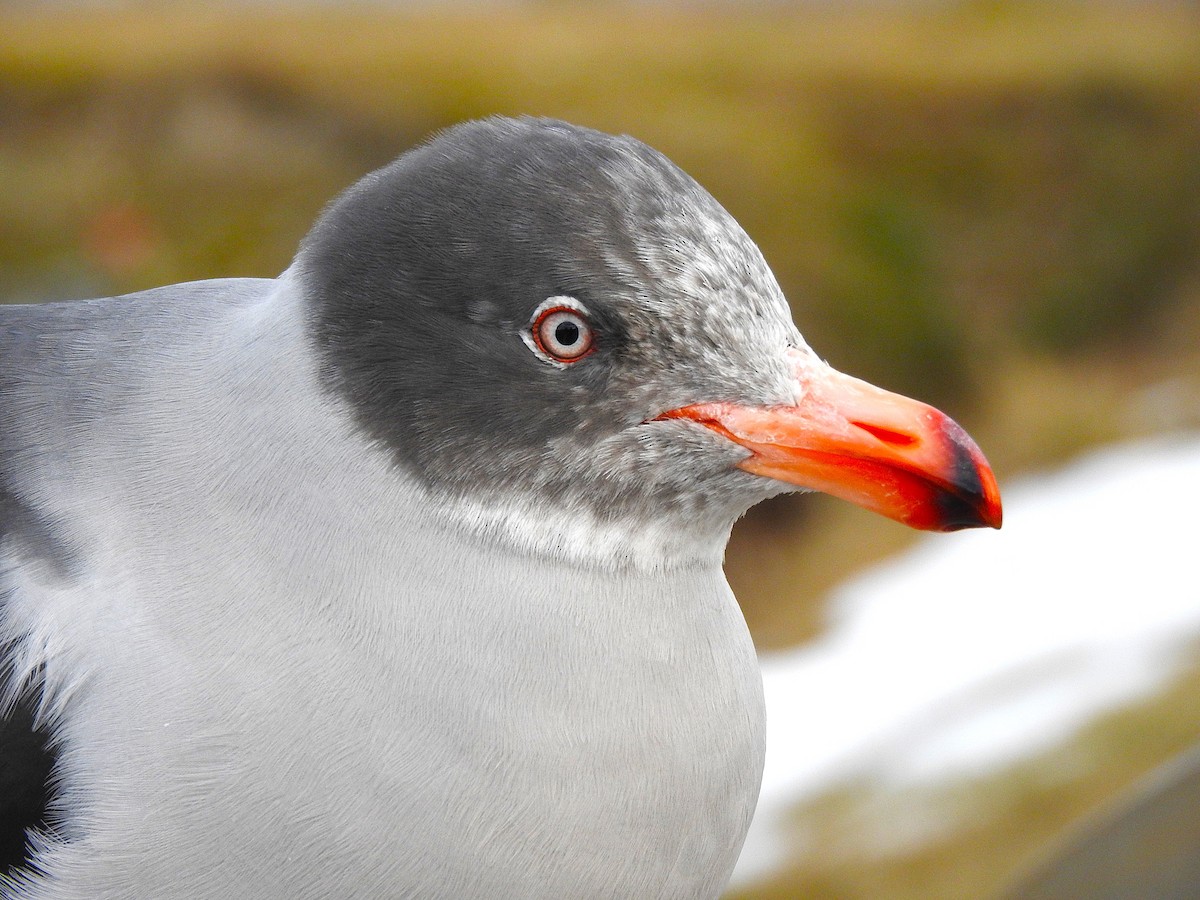 Dolphin Gull - ML622694753