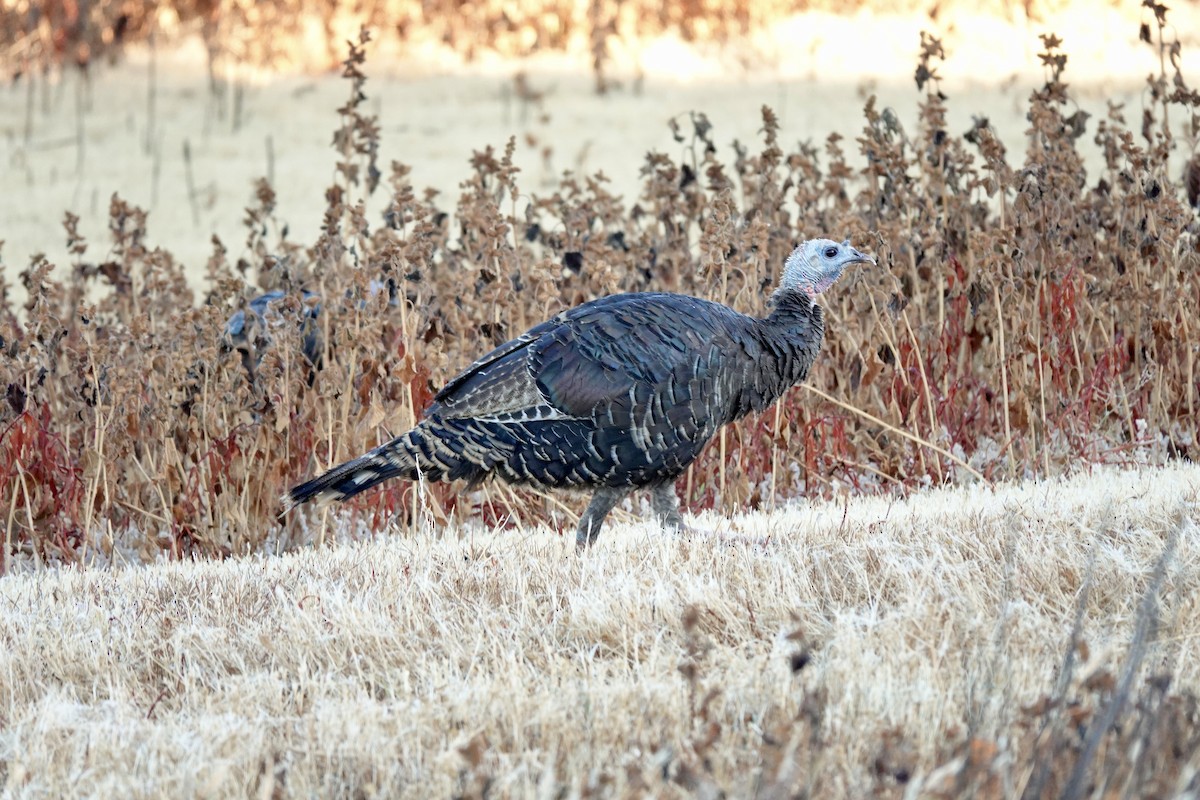 Wild Turkey - ML622694762