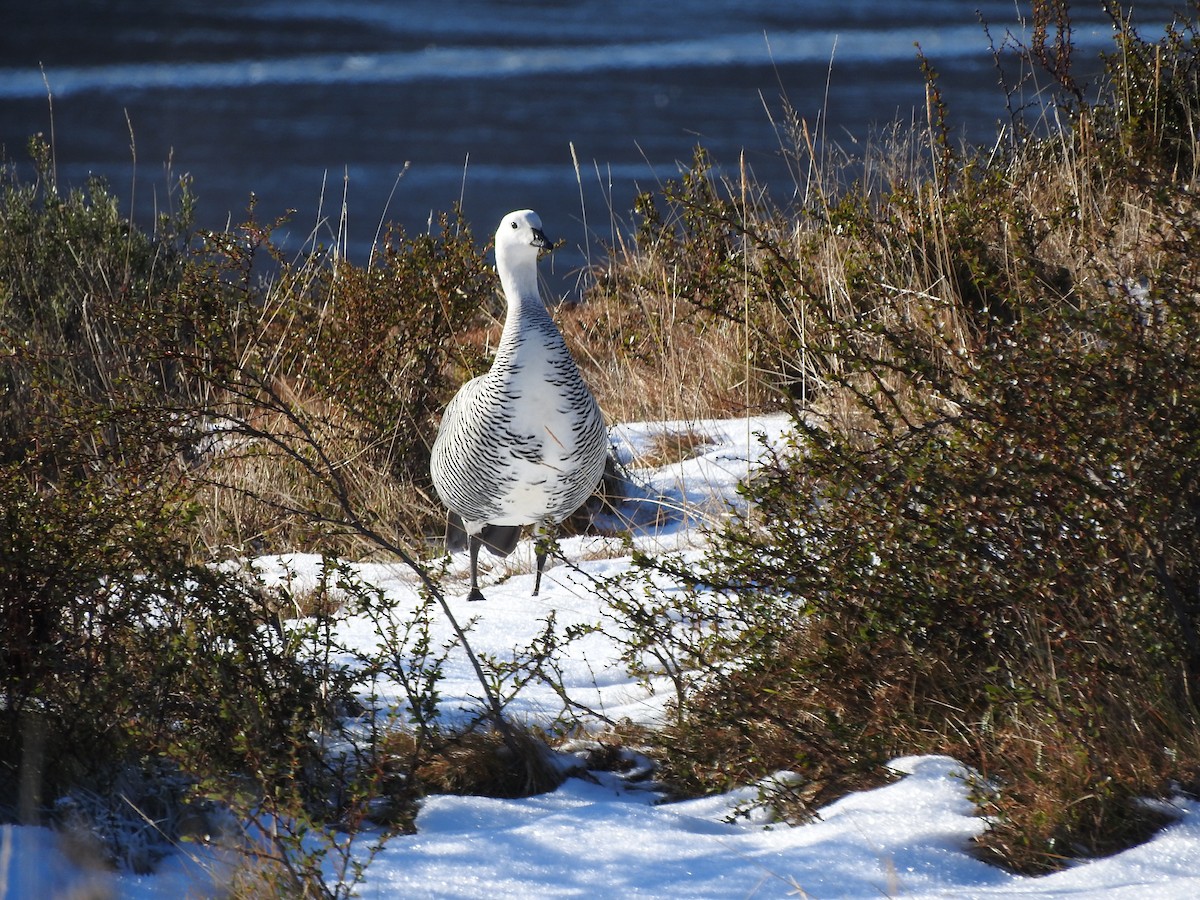 Upland Goose - ML622694775