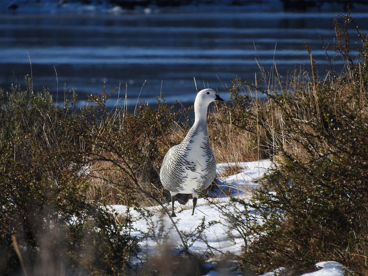 Upland Goose - ML622694776