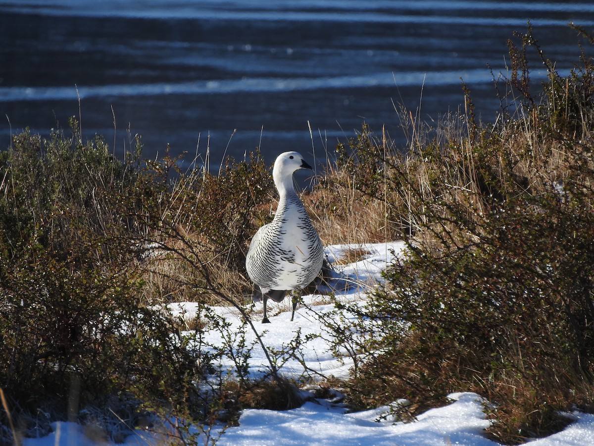 Upland Goose - ML622694777