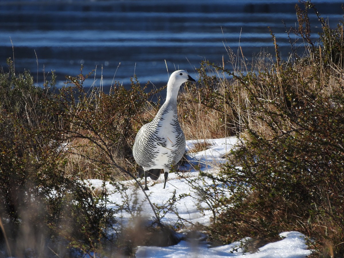 Upland Goose - ML622694778