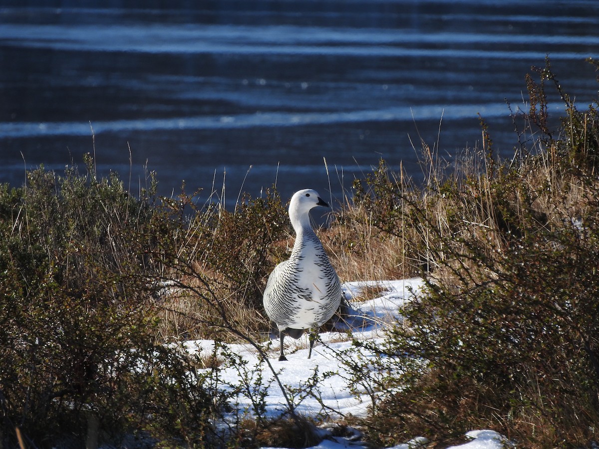 Upland Goose - ML622694779