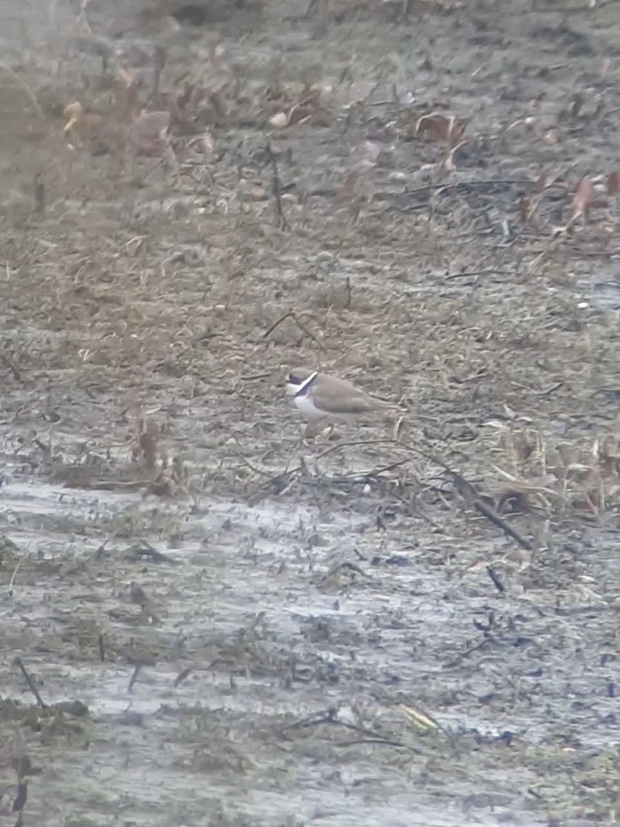 Semipalmated Plover - ML622694781