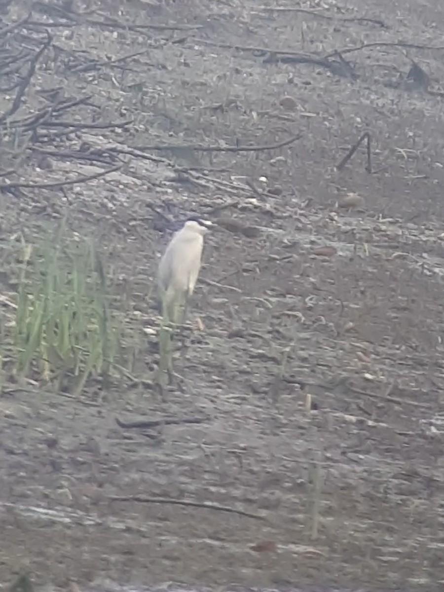 Black-crowned Night Heron - ML622694784