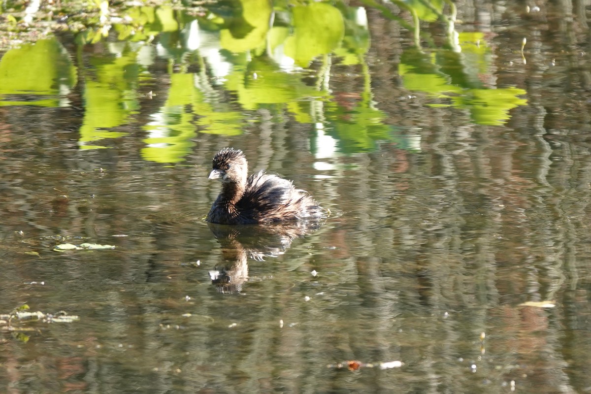 Pied-billed Grebe - ML622694795