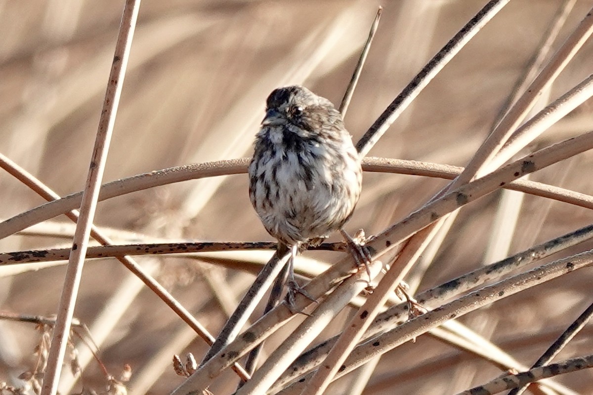 Song Sparrow - ML622694805