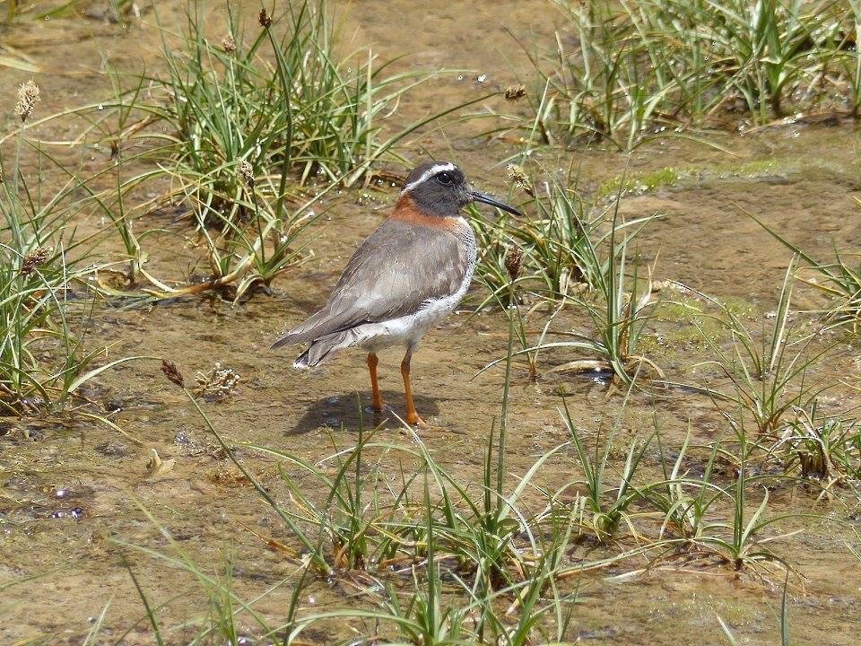 Diademed Sandpiper-Plover - ML622694815