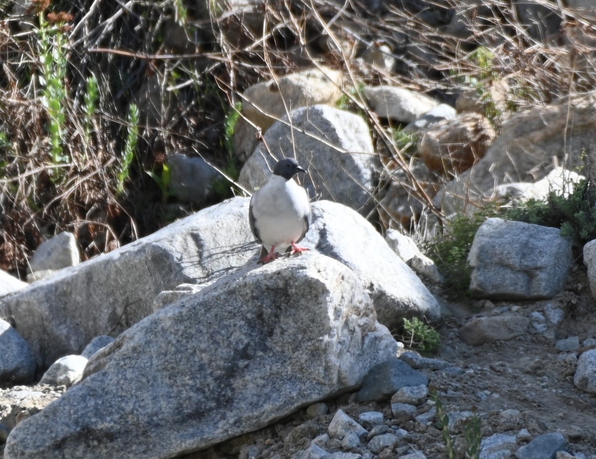 Snow Pigeon - ML622694842