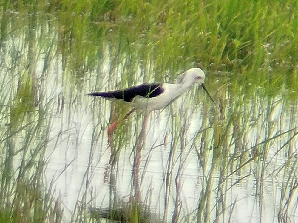 Pied Stilt - ML622694892