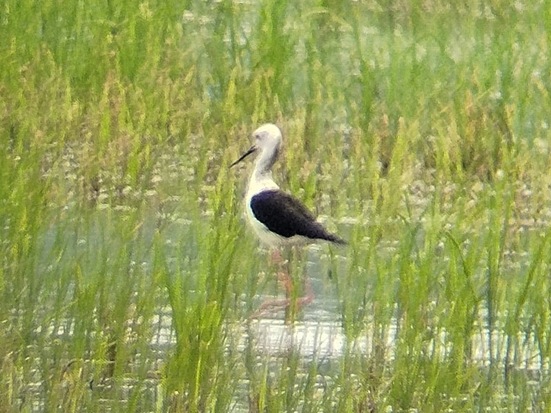 Pied Stilt - ML622694893