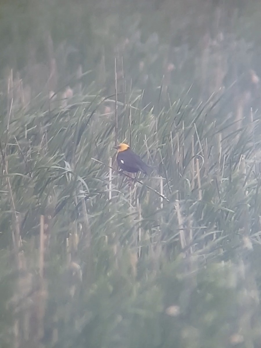 Yellow-headed Blackbird - ML622694924