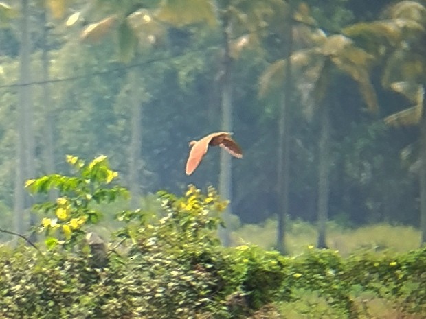 Cinnamon Bittern - ML622694936