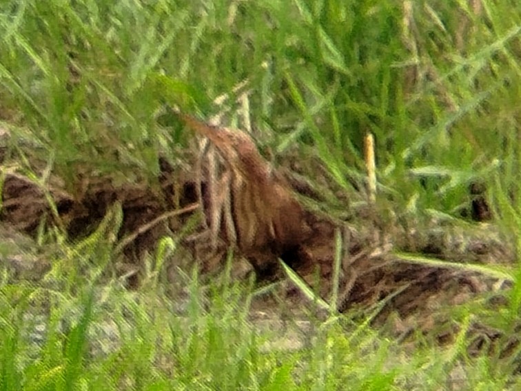 Cinnamon Bittern - ML622694937