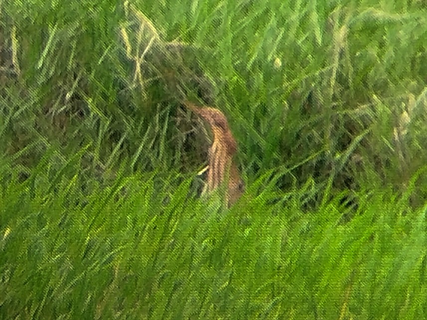 Cinnamon Bittern - ML622694939