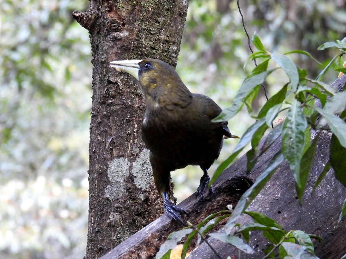 Dusky-green Oropendola - ML622694989