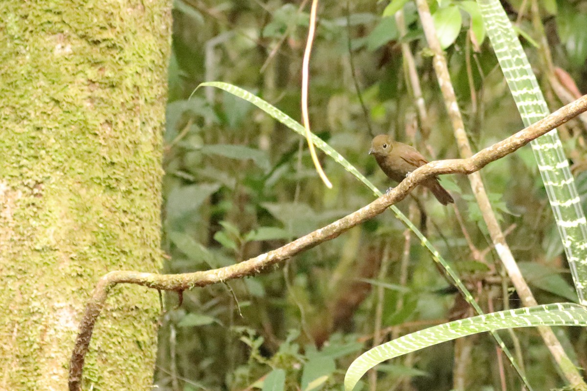 Brown-winged Schiffornis - ML622695037