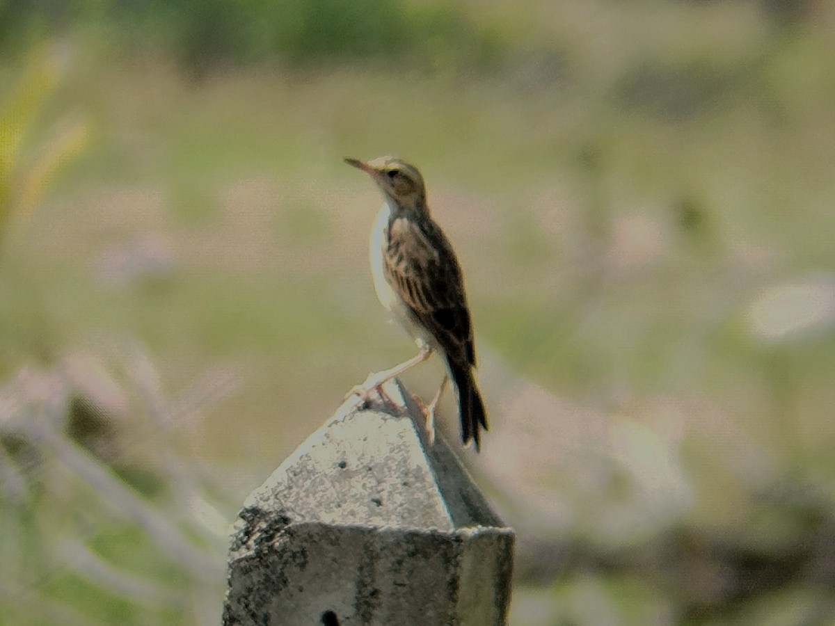 Paddyfield Pipit - ML622695054