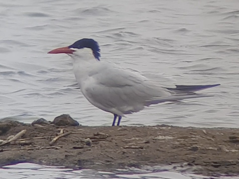 Caspian Tern - ML622695055