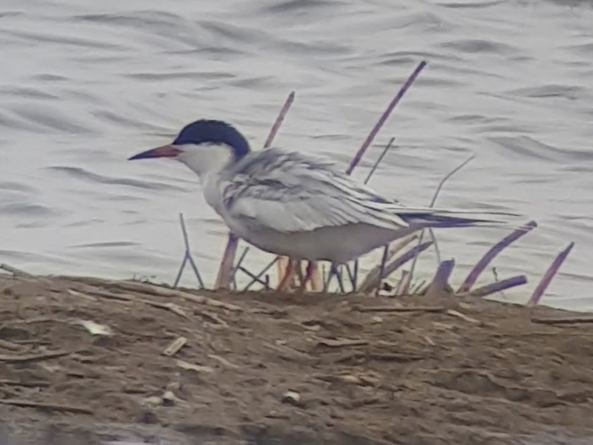 Forster's Tern - ML622695059