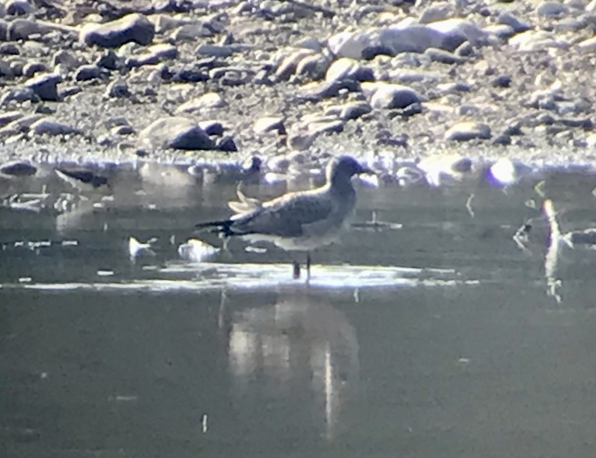 Laughing Gull - ML622695060