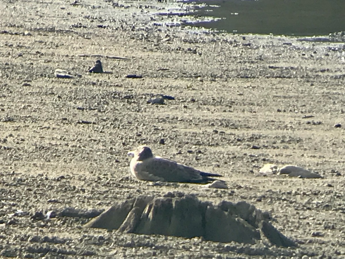 Laughing Gull - ML622695062