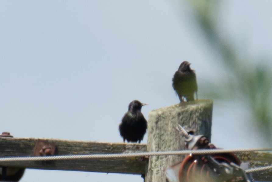 European Starling - ML622695070