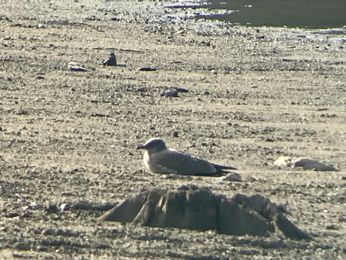 Laughing Gull - ML622695136