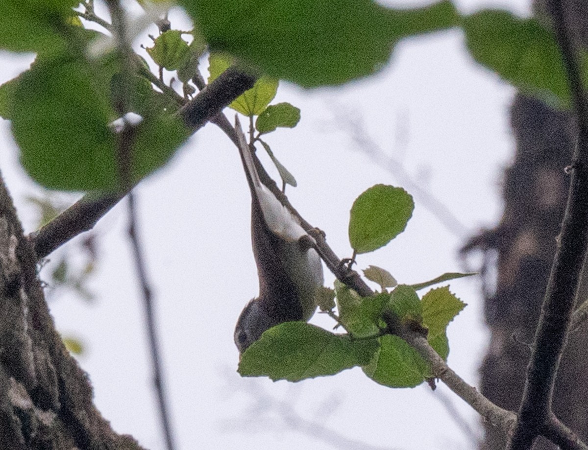 Gray-headed Parrotbill - ML622695139