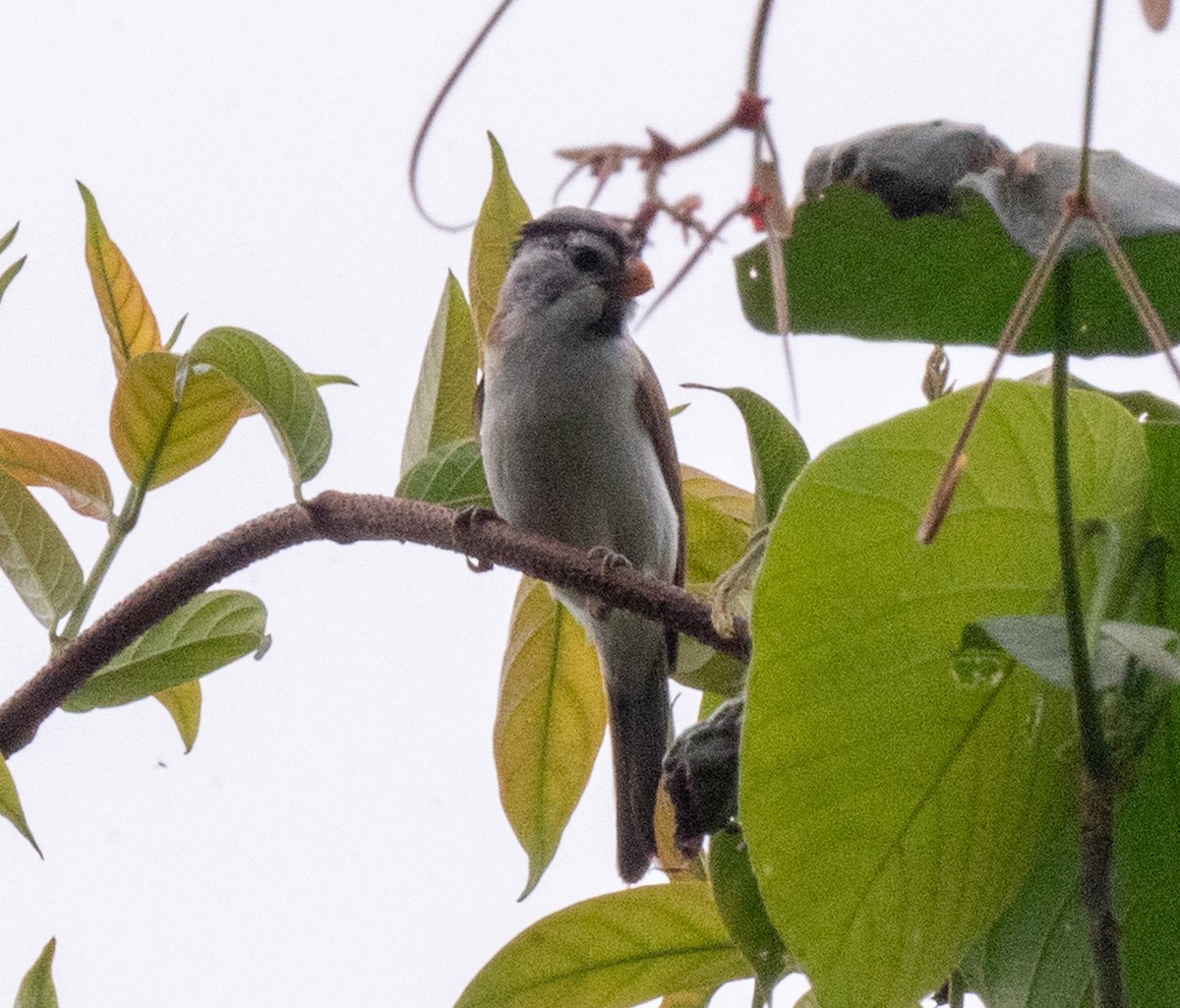 Gray-headed Parrotbill - ML622695140