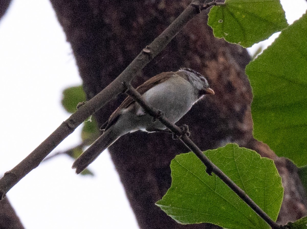 Gray-headed Parrotbill - ML622695141