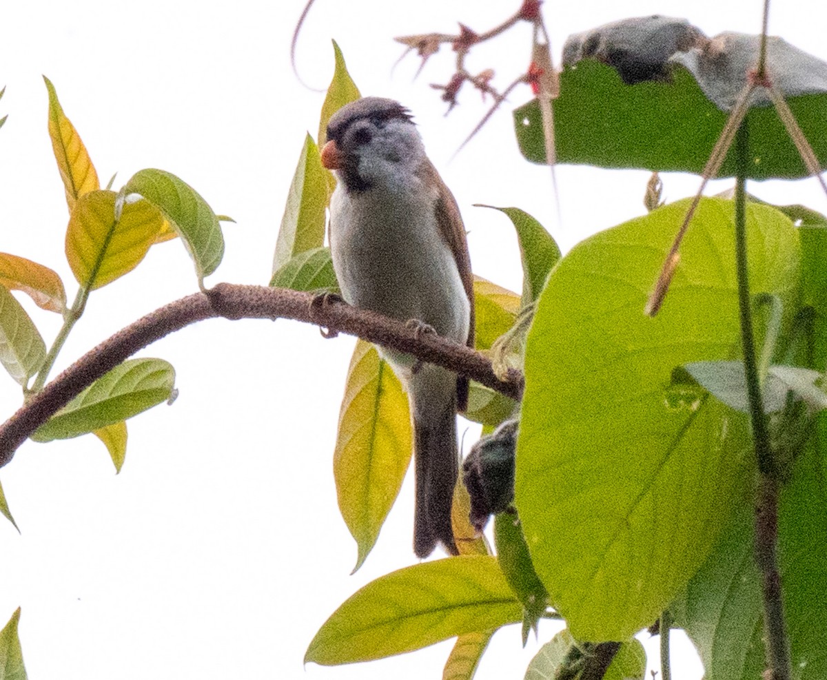 Gray-headed Parrotbill - ML622695142