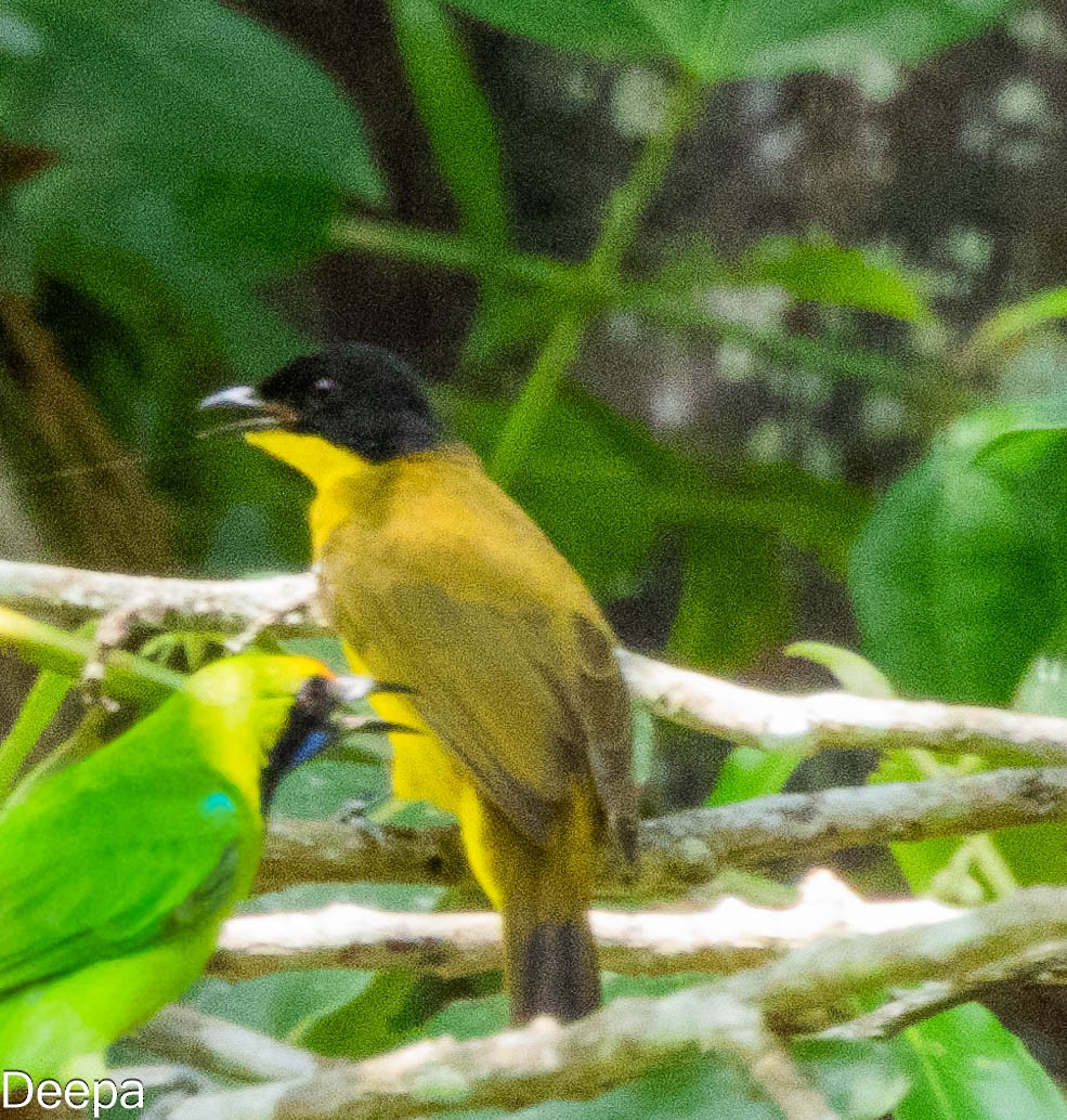 Black-capped Bulbul - ML622695145