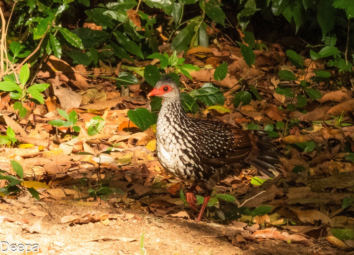 Sri Lanka Spurfowl - ML622695220