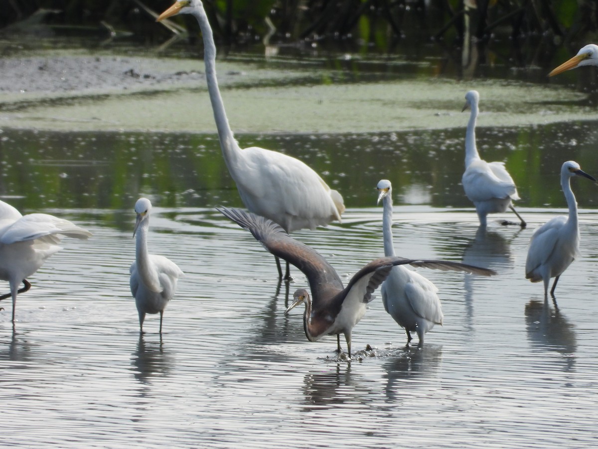 Tricolored Heron - Anonymous