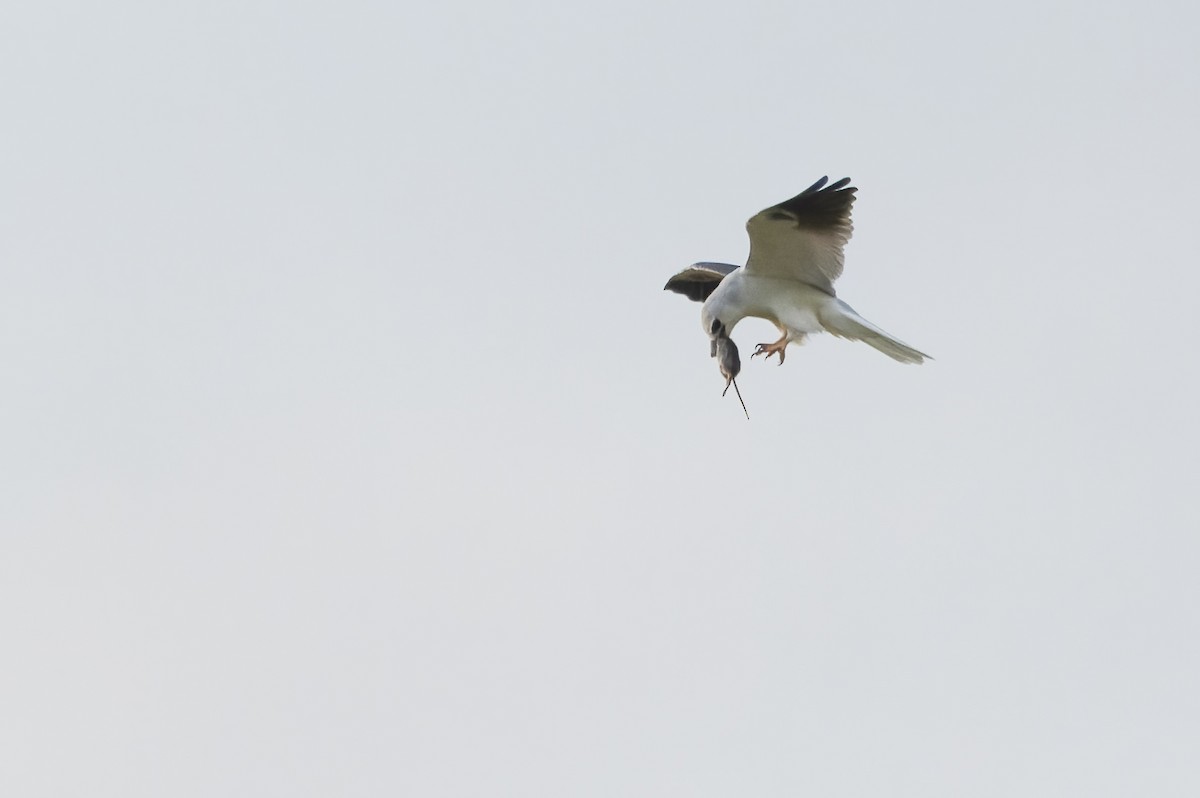 White-tailed Kite - ML622695280