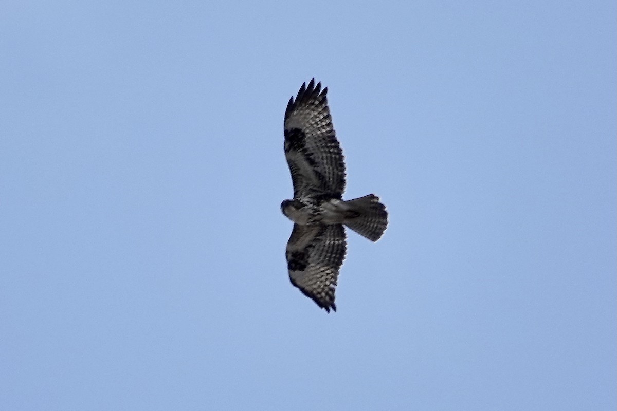 Common Buzzard (Canary Is.) - ML622695390