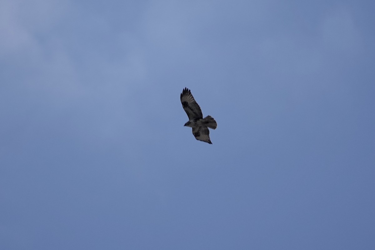 Common Buzzard (Canary Is.) - ML622695392