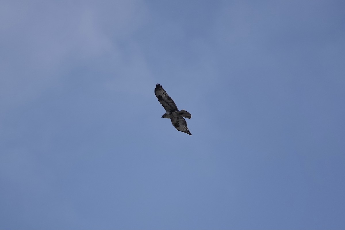 Common Buzzard (Canary Is.) - ML622695393