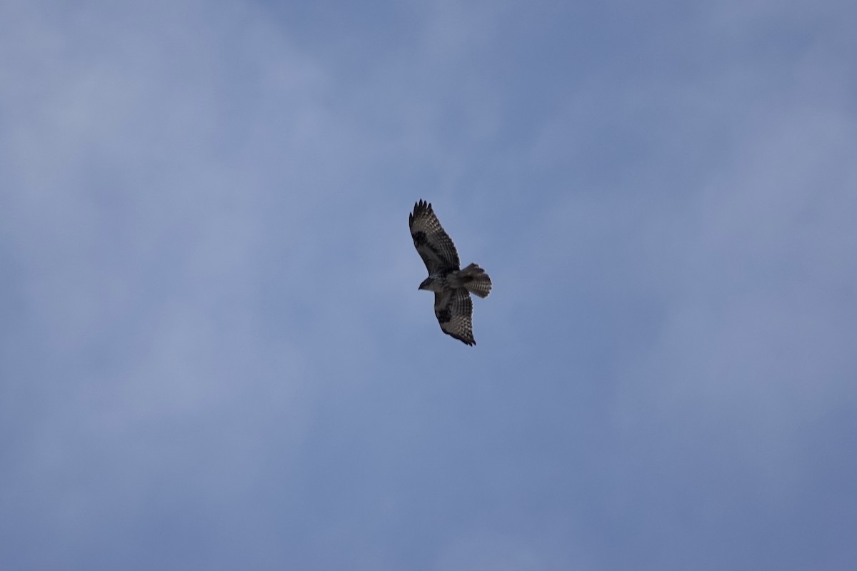 Common Buzzard (Canary Is.) - ML622695396