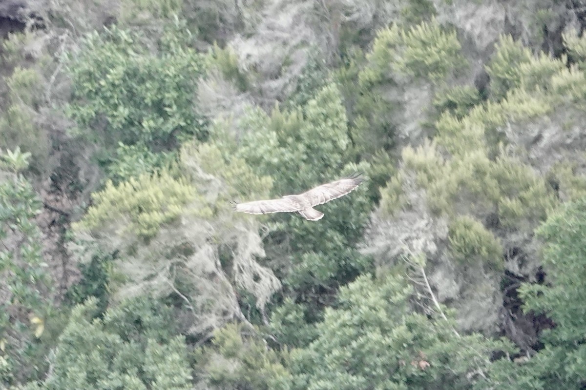 Common Buzzard (Canary Is.) - ML622695524