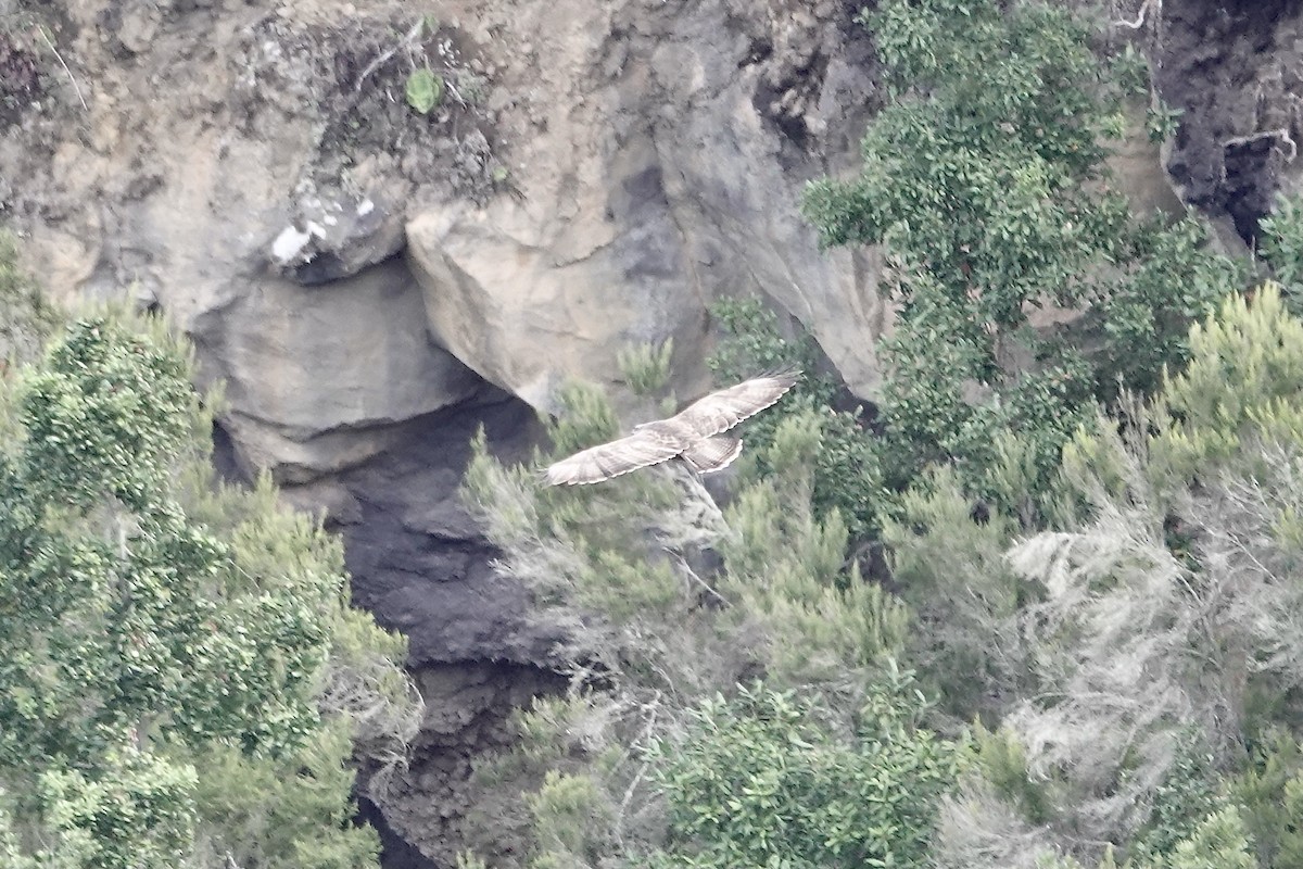 Common Buzzard (Canary Is.) - Simon Pearce