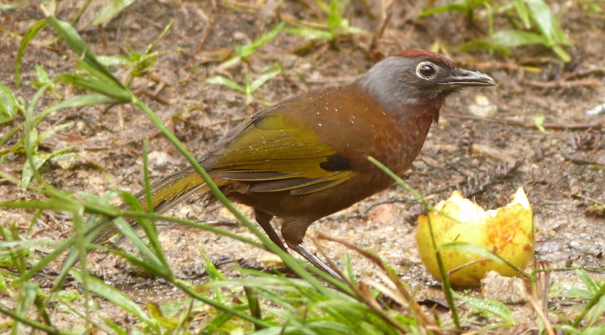 Malayan Laughingthrush - David Bree