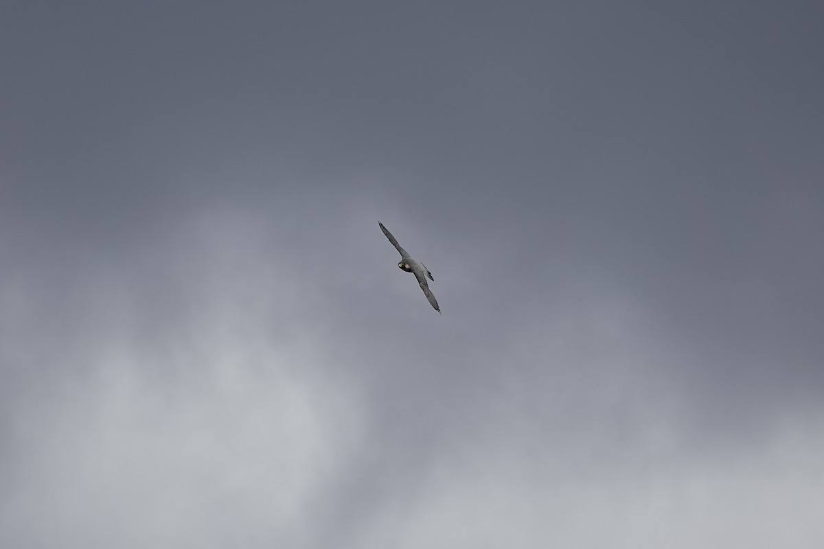 Peregrine Falcon (Barbary) - ML622695555