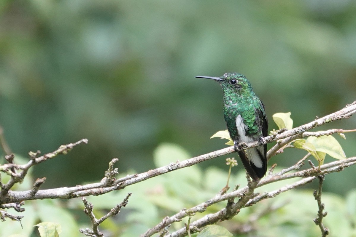 White-tailed Emerald - ML622695579