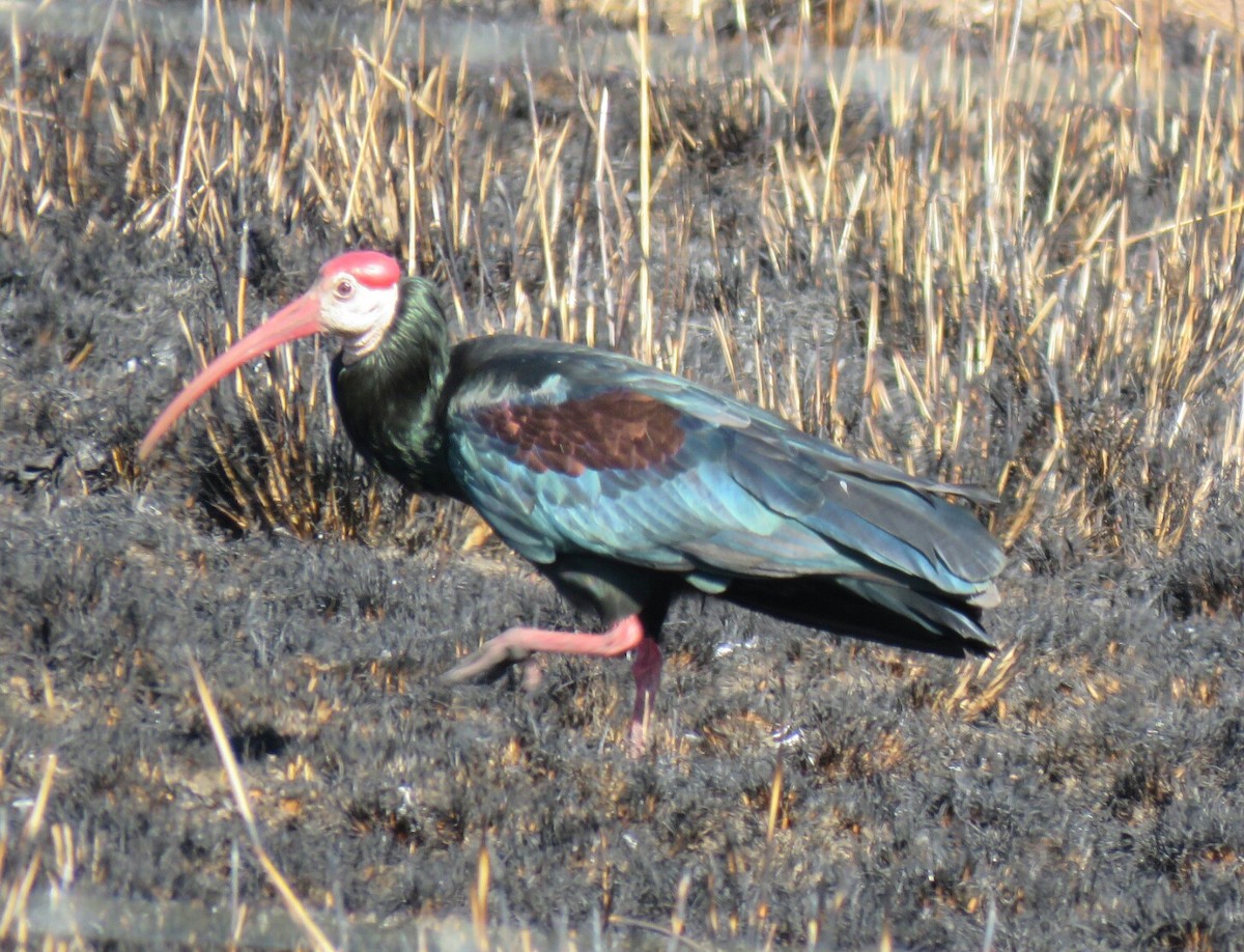 ibis jihoafrický - ML62269561