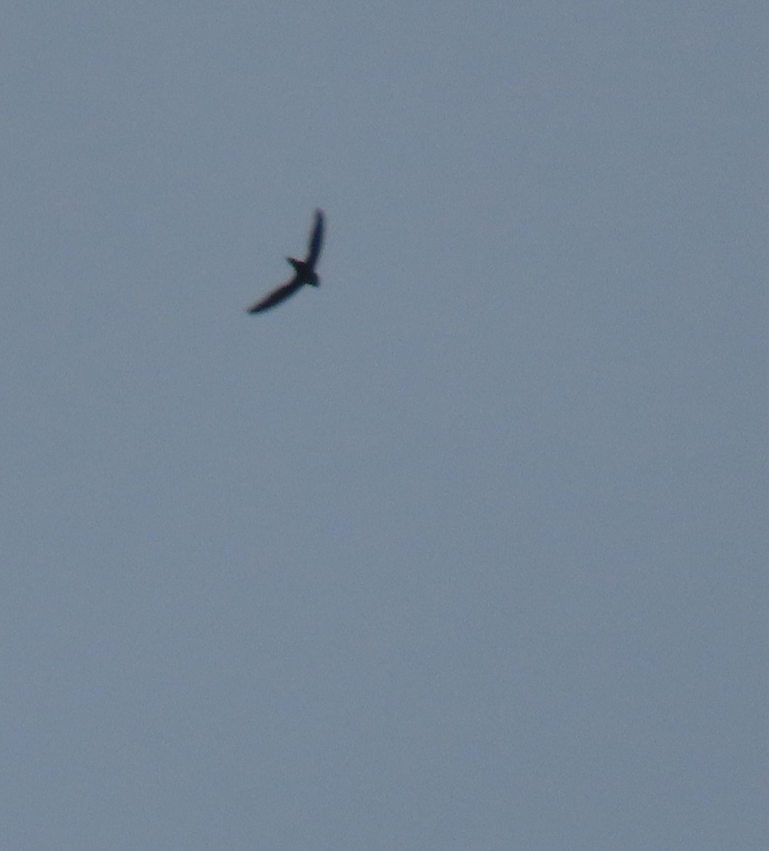 White-collared Swift - Thomas Brooks