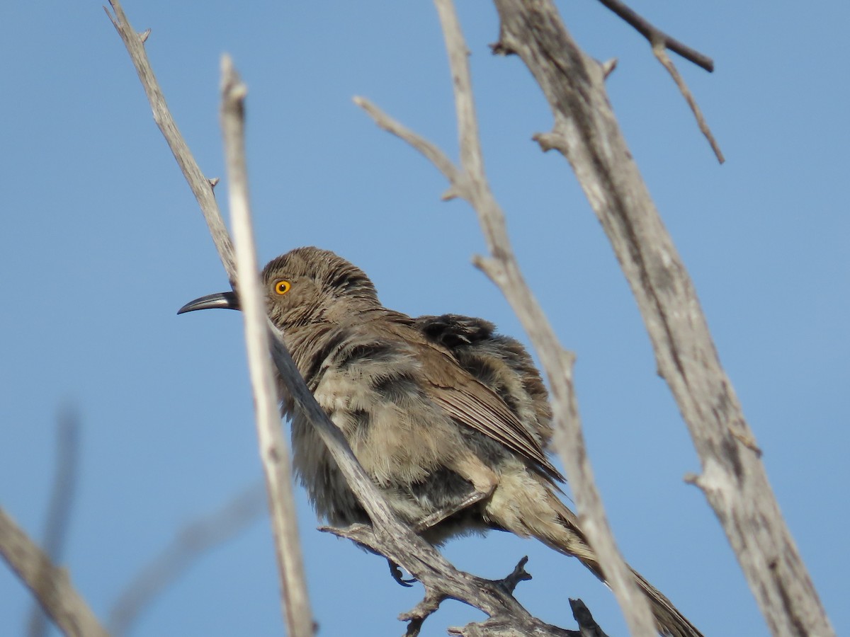 Curve-billed/Bendire's Thrasher - Bryant Olsen