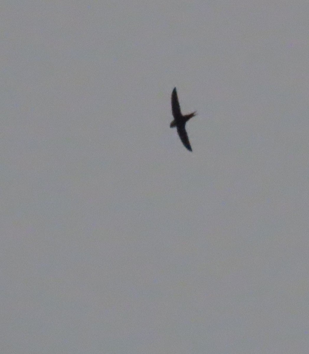 Lesser Swallow-tailed Swift - ML622695672