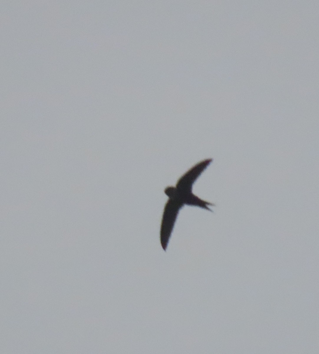 Lesser Swallow-tailed Swift - ML622695673